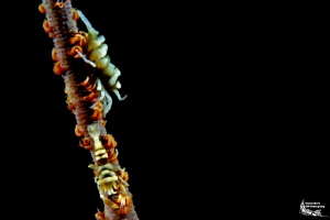 Commensal shrimps :-D by Daniel Strub 